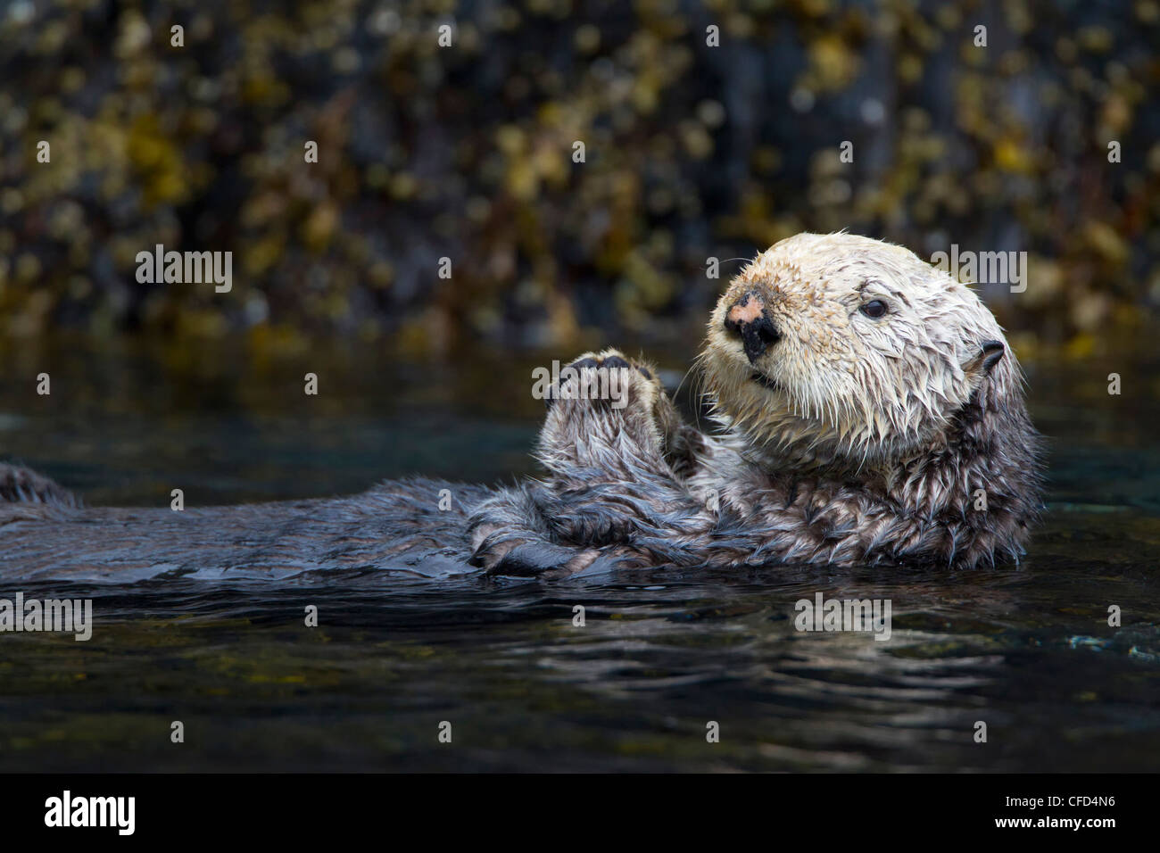 Sea otter (Enhydra lutris kenyoni), Whale Pass near Kodiak Island, Alaska, United States of America Stock Photo