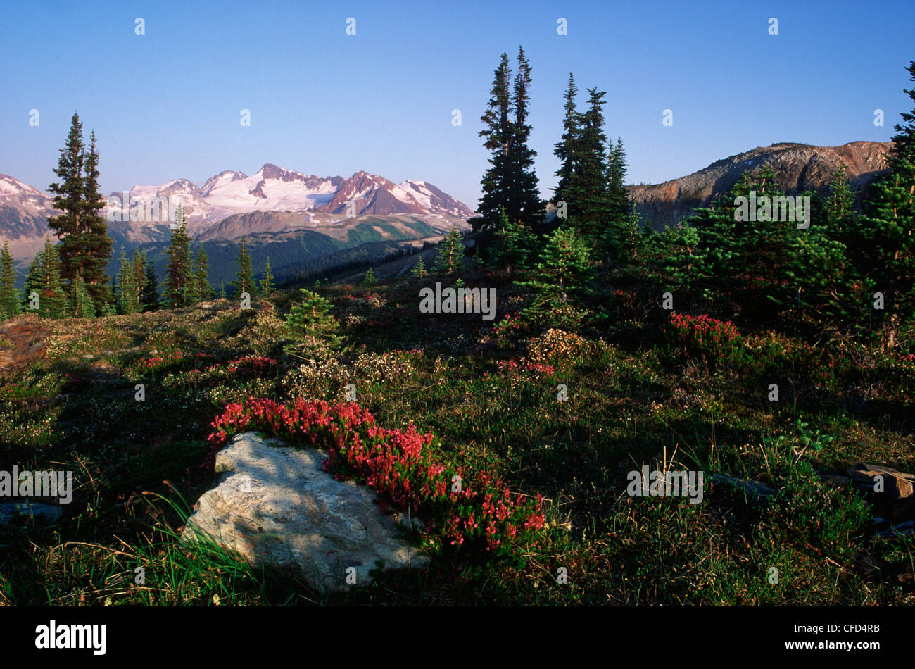Meadow in Alpine with heather blossoms, Whistler, British Columbia, Canada. Stock Photo