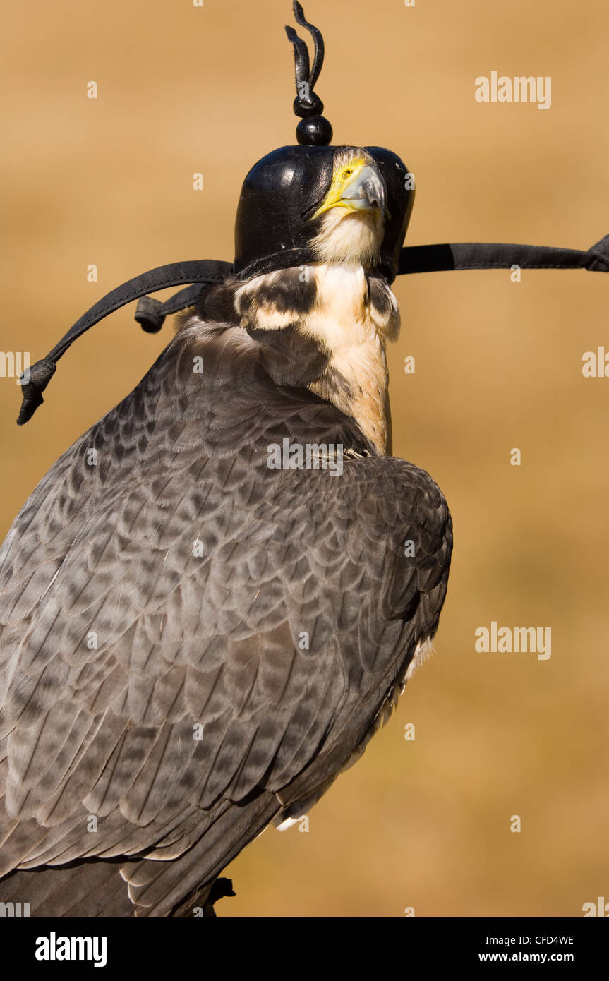 Peregrine Falcon, Falco peregrinus, Vancouver Island, British Columbia, Canada. Stock Photo