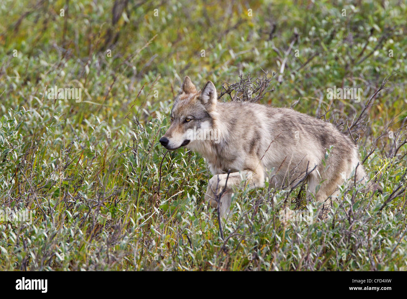 Wolf (Canis lupus), Denali National Park, Alaska, United States of America Stock Photo