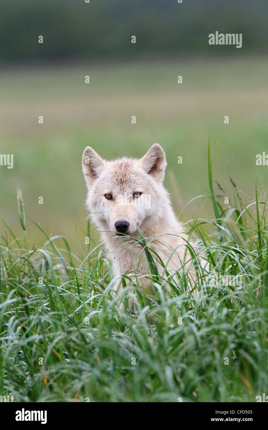 Wolf (Canis lupus), Hallo Bay, Katmai National Park, Alaska, United States of America Stock Photo