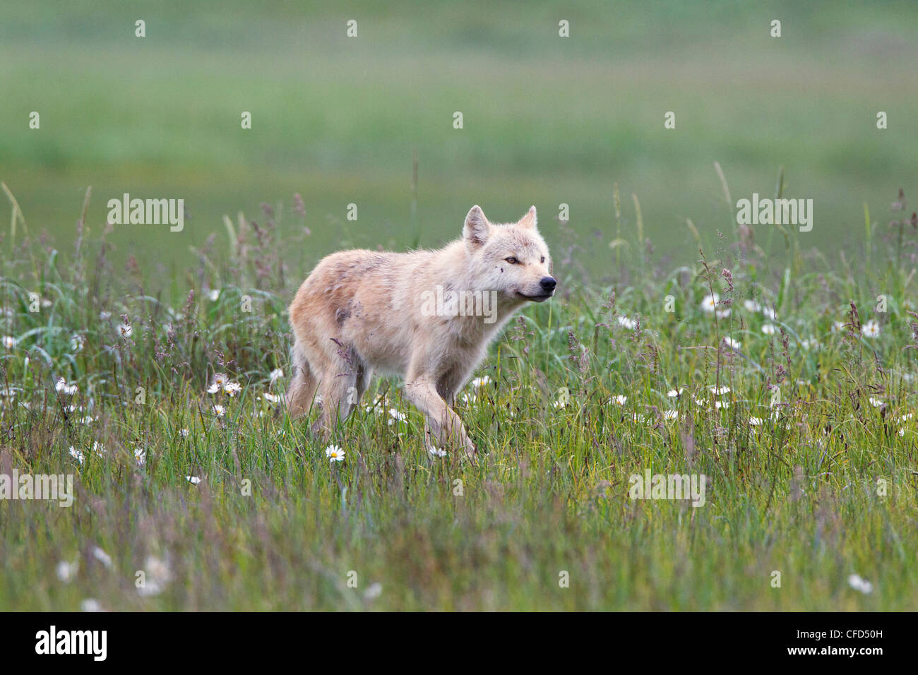 Wolf (Canis lupus), Hallo Bay, Katmai National Park, Alaska, United States of America Stock Photo
