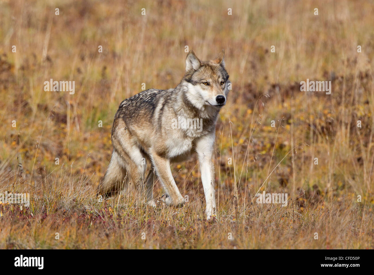 Wolf (Canis lupus), on fall tundra, Denali National Park, Alaska, United States of America Stock Photo