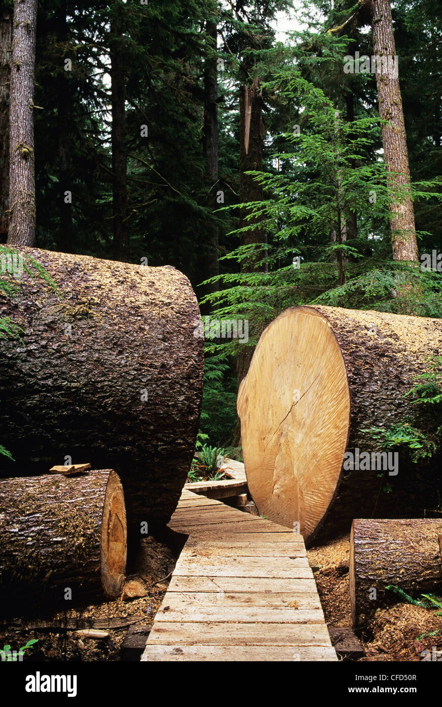 Large fallen Sitka Spruce tree with sectioned opening for boardwalk in Carmanah Provincial Park, British Columbia, Canada. Stock Photo
