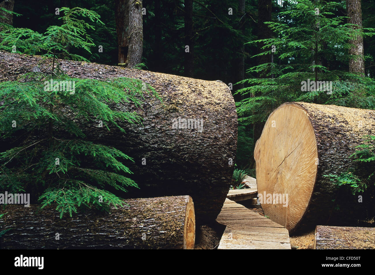 Large fallen Sitka Spruce tree with sectioned opening for boardwalk in Carmanah Provincial Park, British Columbia, Canada. Stock Photo