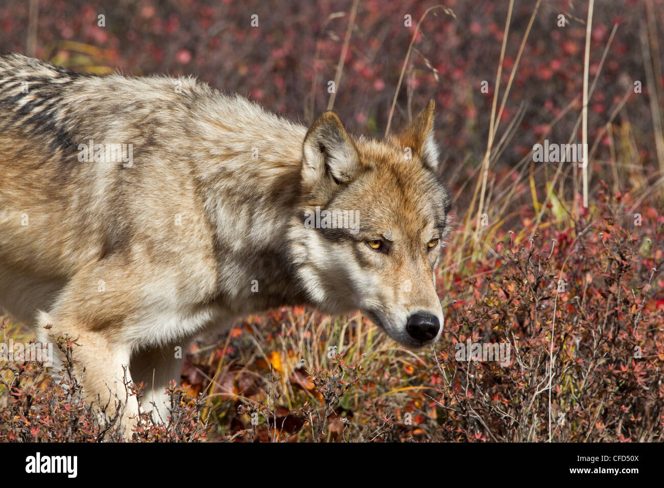 Wolf (Canis lupus), on fall tundra, Denali National Park, Alaska, United States of America Stock Photo