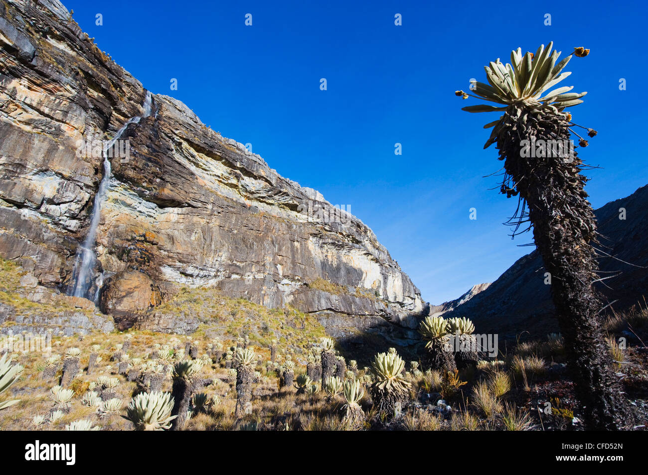 Waterfall and frailejon plant (Espeletia), El Cocuy National Park, Colombia, South America Stock Photo