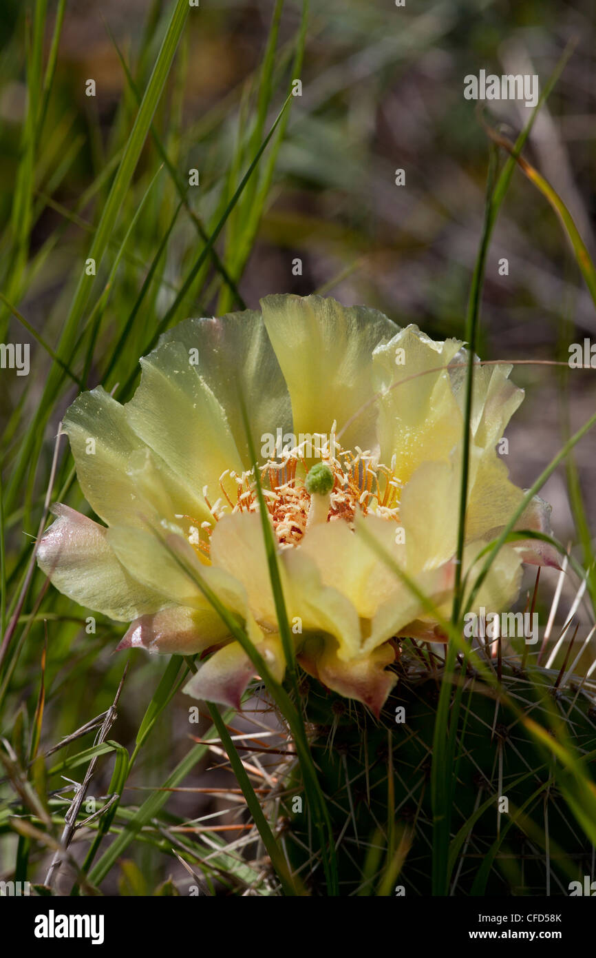 Plains Prickly Pear Cactus (Opuntia polyacantha), Dinosaur Provincial Park, Alberta, Canada