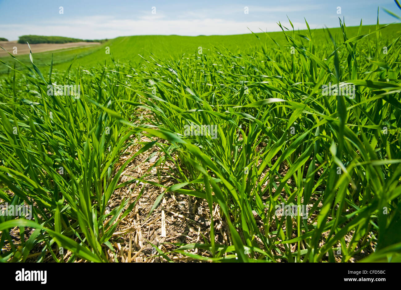 Early growth barley field, Tiger Hills, Manitoba, Canada Stock Photo