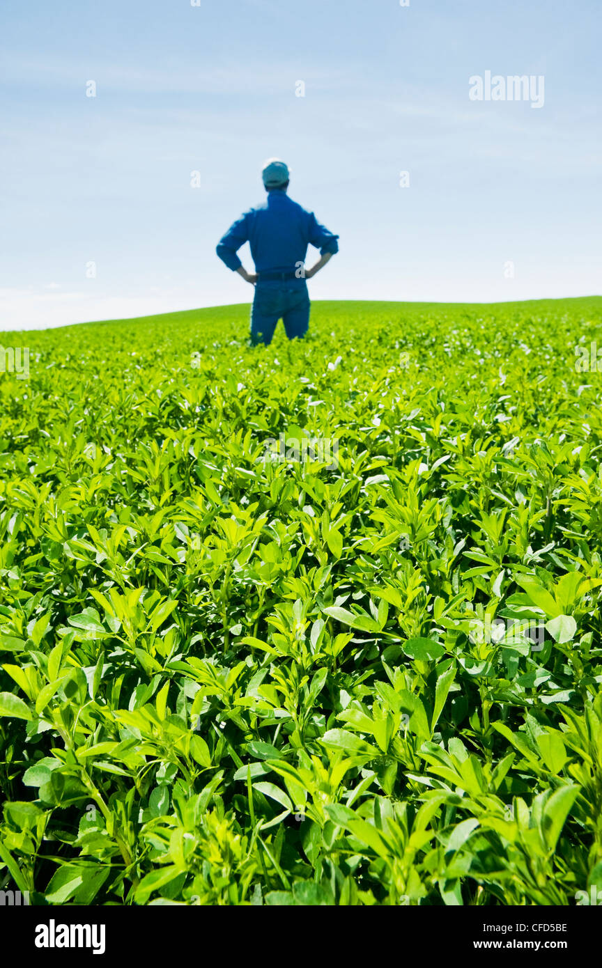Man in alfalfa field, near Somerset, Manitoba, Canada Stock Photo - Alamy