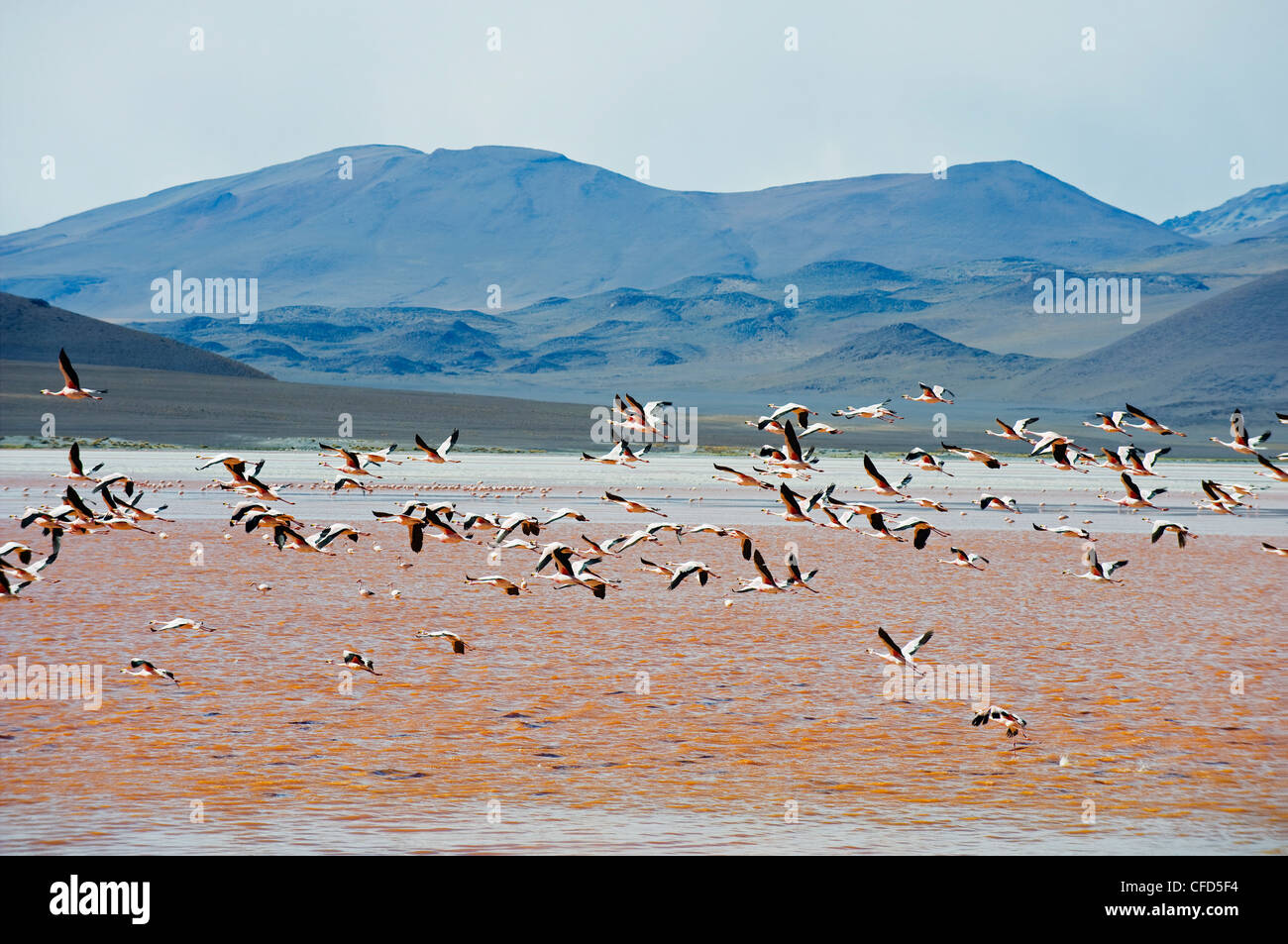James Flamingo (Phoenicoparrus jamesi), at Laguna Colorado (Red Lake), Eduardo Avaroa Andean National Reserve, Bolivia Stock Photo