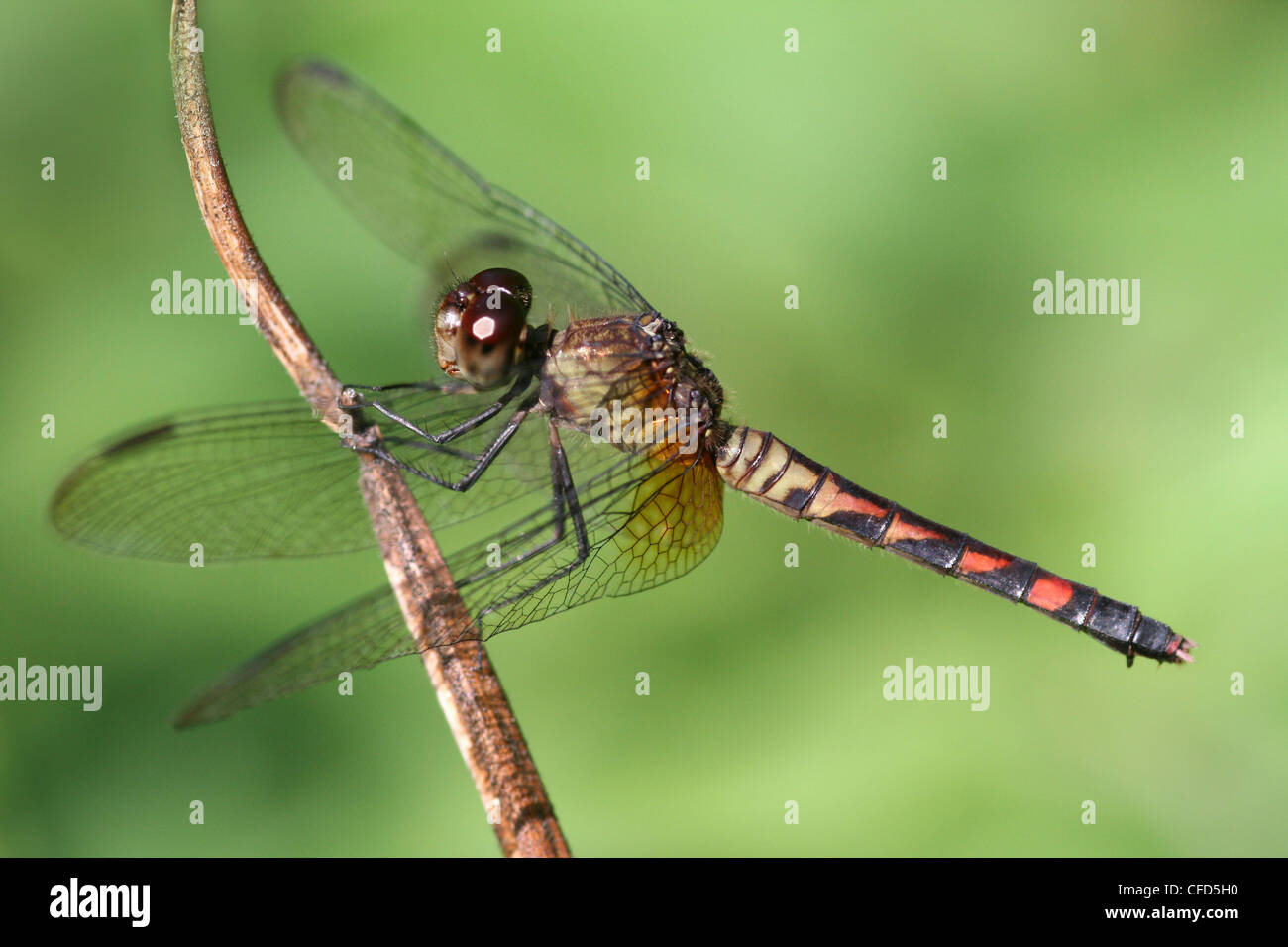 Tropical Dragonlet Erythrodiplax fervida male Stock Photo