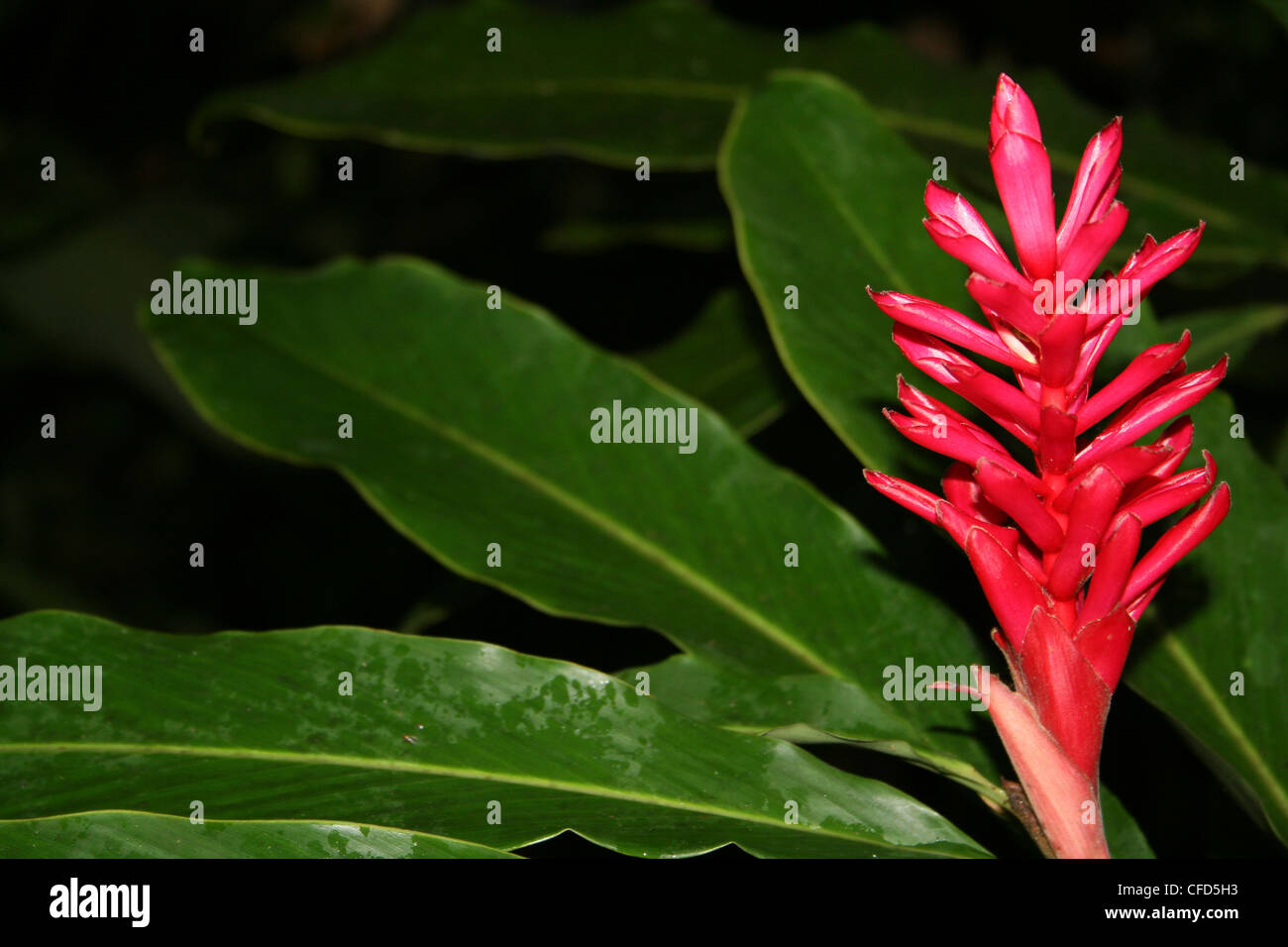 Red Ginger (Alpinia purpurata), also called Ostrich Plume and Pink Cone Ginger Stock Photo