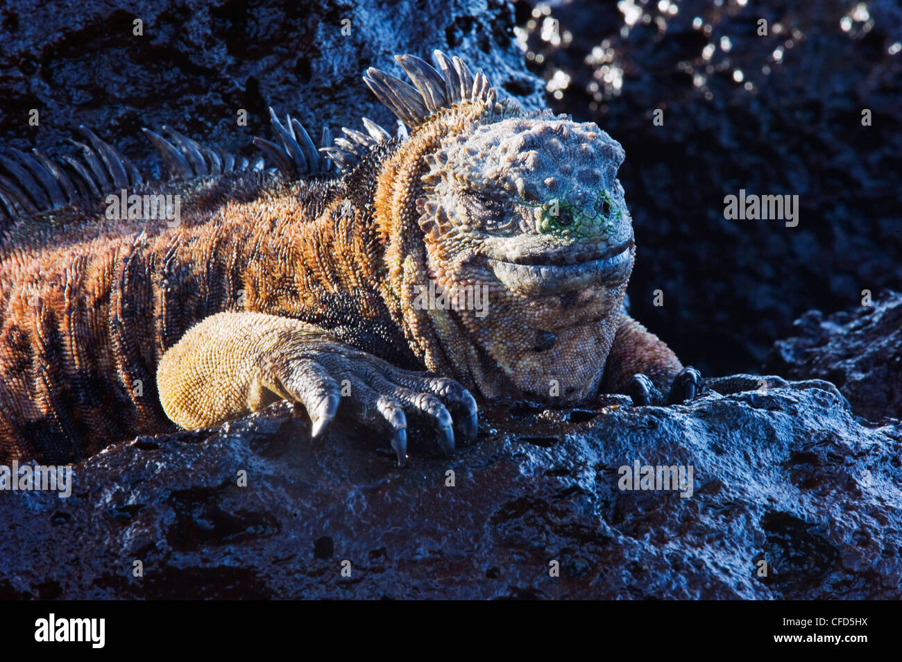 Marine Iguana (Amblyrhynchus cristatus), Turtle Bay, Isla Santa Cruz ...