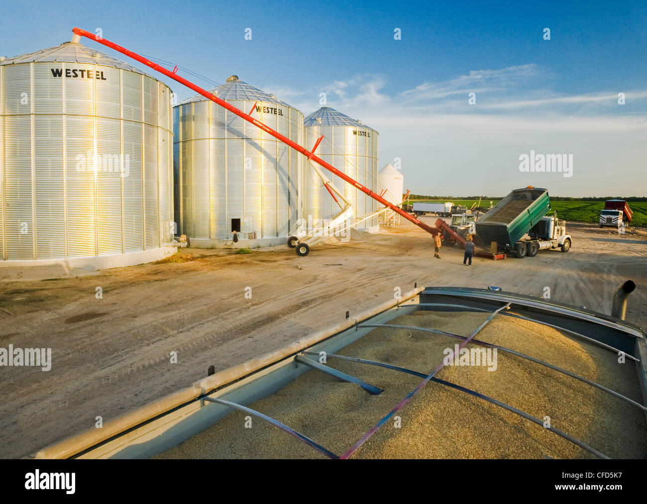 Farmers unload a grain truck loaded with oats into a grain storage bin during the harvest, near