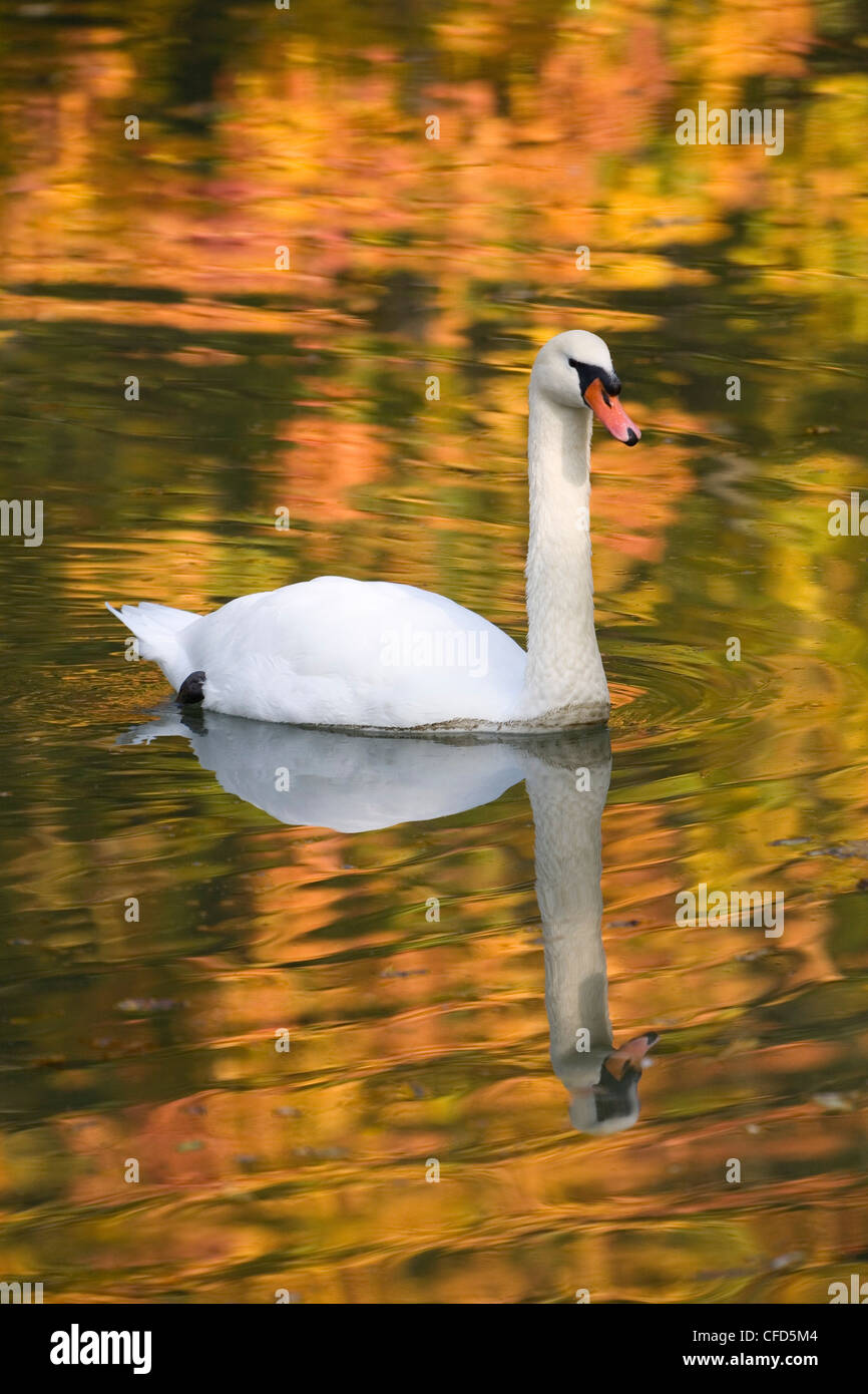 Mute Swan in a lake in autumn, Bavaria, Germany, Europe Stock Photo