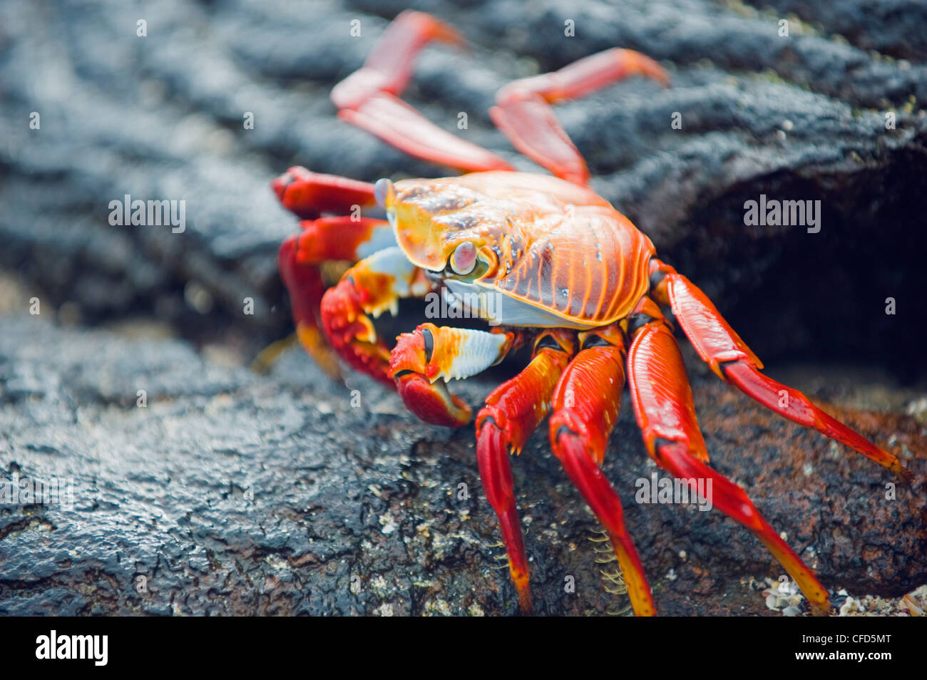 Sally Lightfoot crab (Grapsus Grapsus), Sullivan Bay, Isla Santiago, Galapagos Islands, UNESCO World Heritage Site, Ecuador Stock Photo