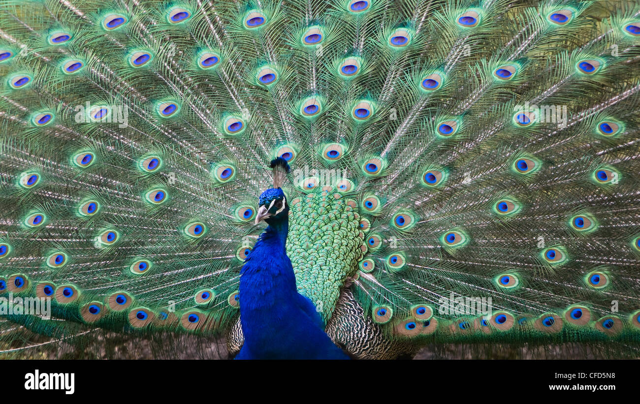 Male peacock displaying, Pavo cristatus Stock Photo