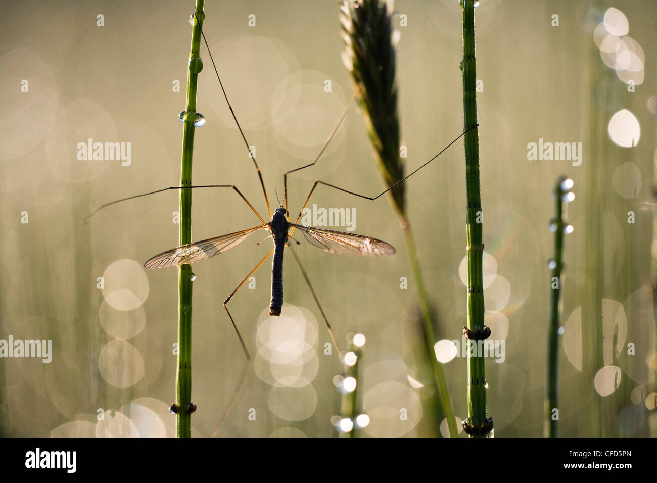 Crane fly on scouring rush with morning dew, Upper Bavaria, Bavaria, Germany, Europe Stock Photo