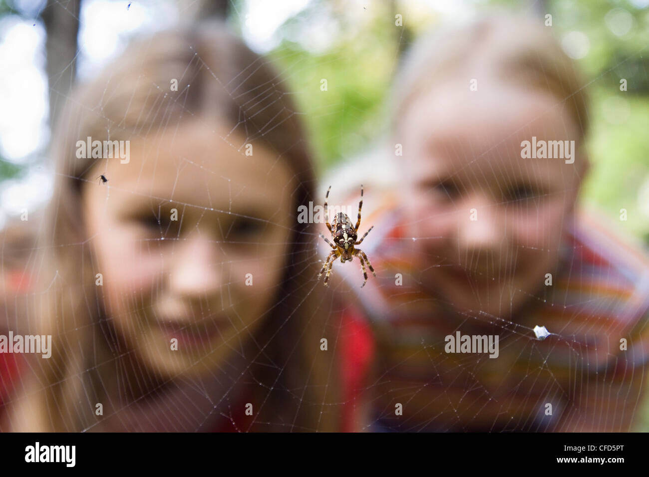 9 year old girls looking at a garden spider in the web, Upper Bavaria, Germany, Europe Stock Photo