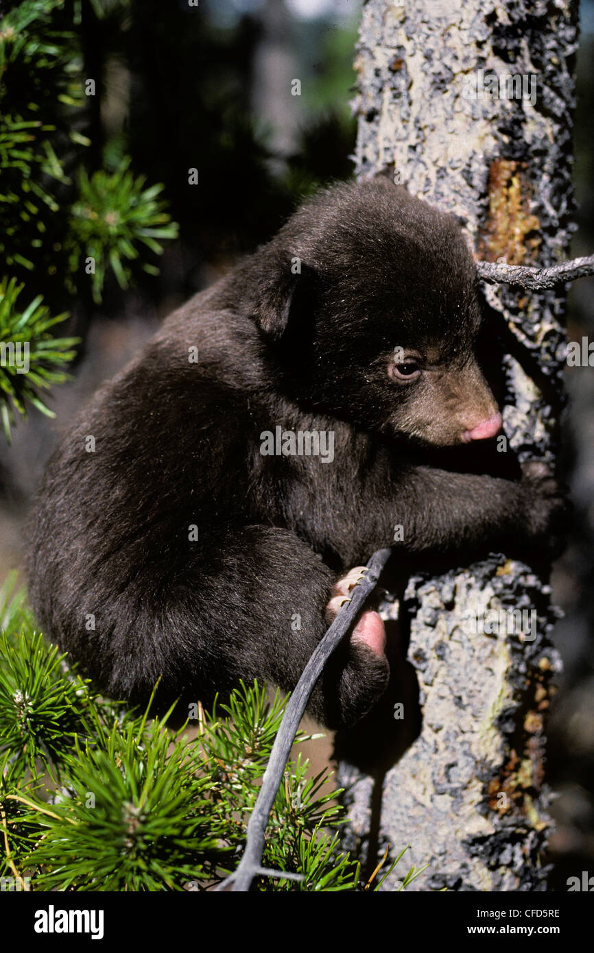 American black bear cub (Ursus americanus), attempting to climb a