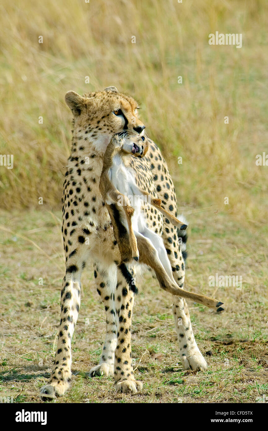 Cheetah Acinonyx Jubatus With A Newborn Thomson S Gazelle Gazella Thomsonii Masai Mara Reserve Kenya East Africa Stock Photo Alamy Cheetah Acinonyx Jubatus With A Newborn Thomson S Gazelle Gazella Thomsonii Masai Mara Reserve Kenya East Africa Stock Photo Alamy
