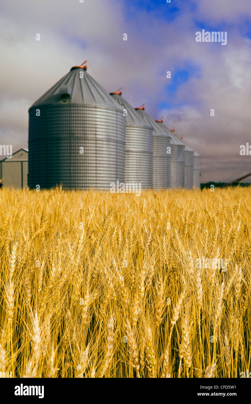 A field of mature wheat with old grain bins(silos) in the background, near Notre Dame de Lourdes, Manitoba, Canada Stock Photo