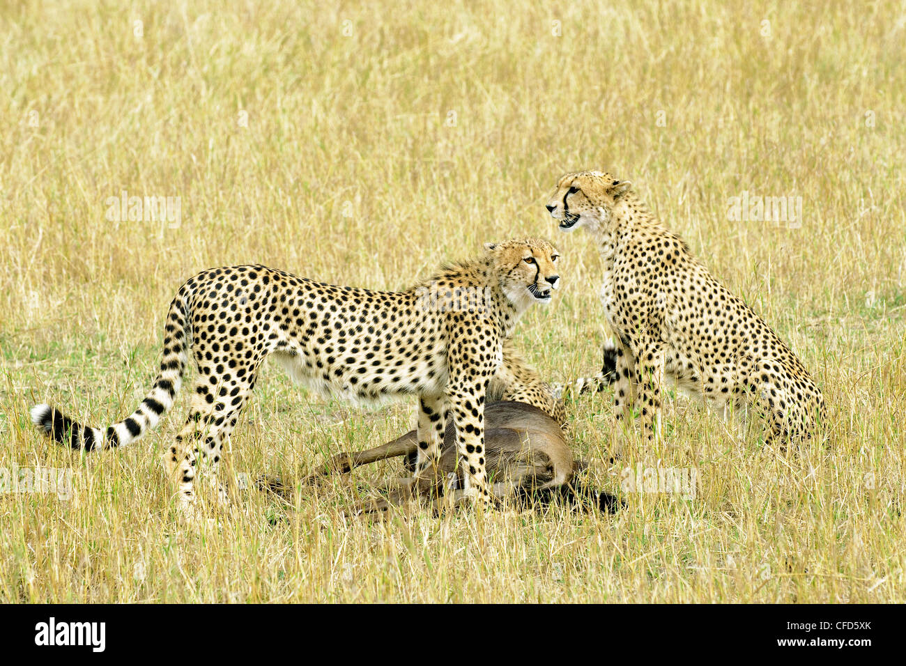Mother Cheetah Acinonyx jubatus & full-grown Stock Photo