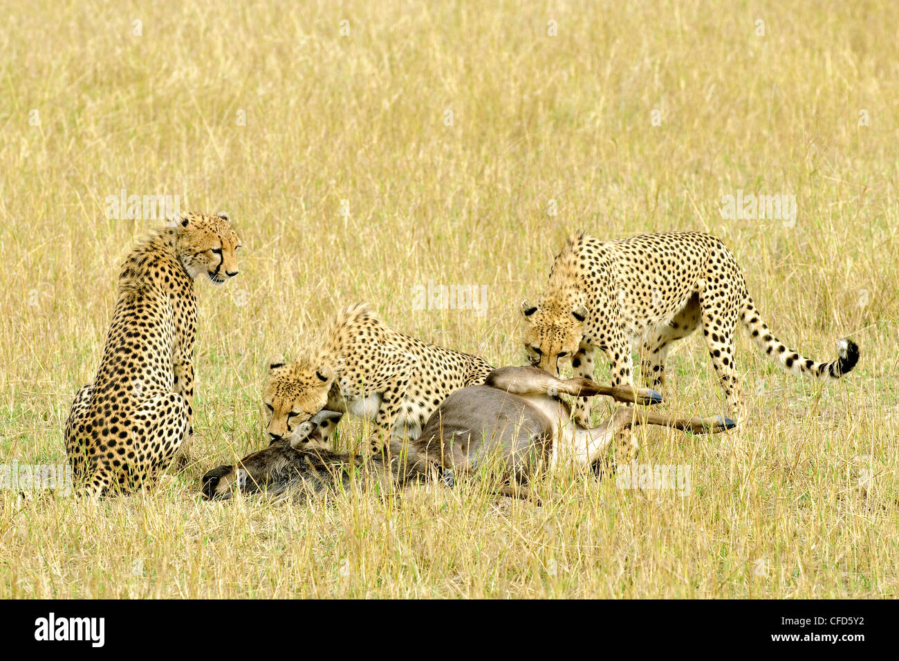 Mother Cheetah Acinonyx jubatus & two full-grown Stock Photo