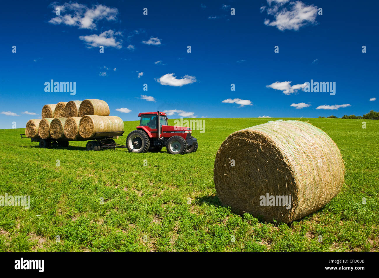 Alfalfa rolls hi-res stock photography and images - Alamy