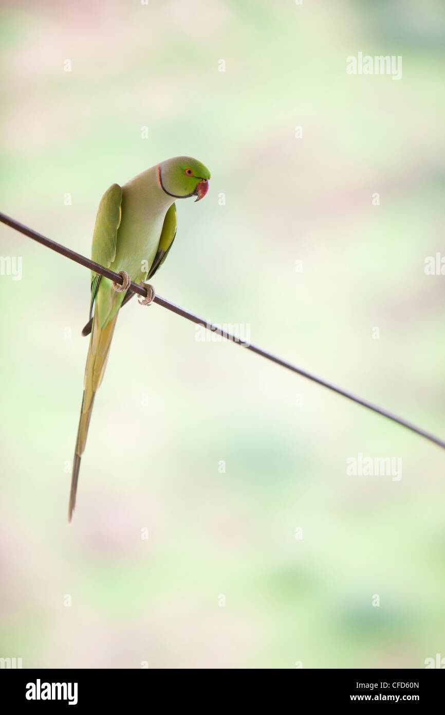 parrot bird green nature India psittacidae, colourful, colorful Stock Photo