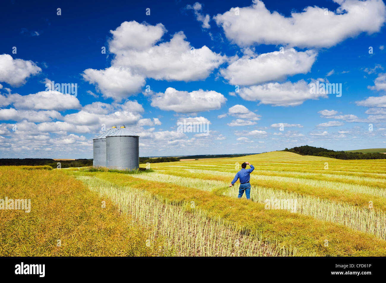 A man looks out over maturing swathed canola with grain bins on top of hill, the Tiger Hills, near Bruxelles, Manitoba Stock Photo