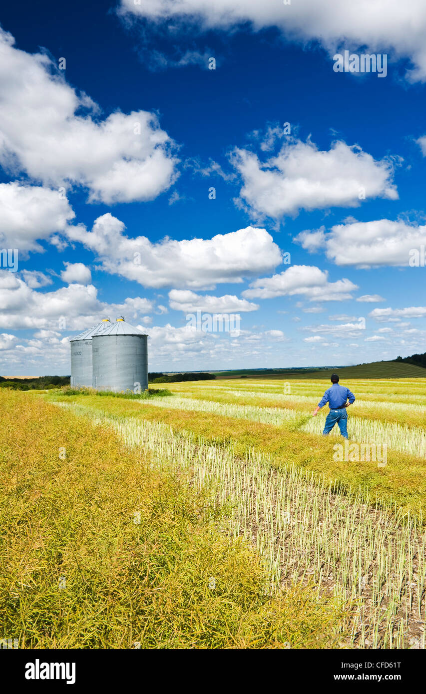 A man in maturing swathed and unswathed canola field with grain bins on top of hill, the Tiger Hills, near Bruxelles, Manitoba Stock Photo