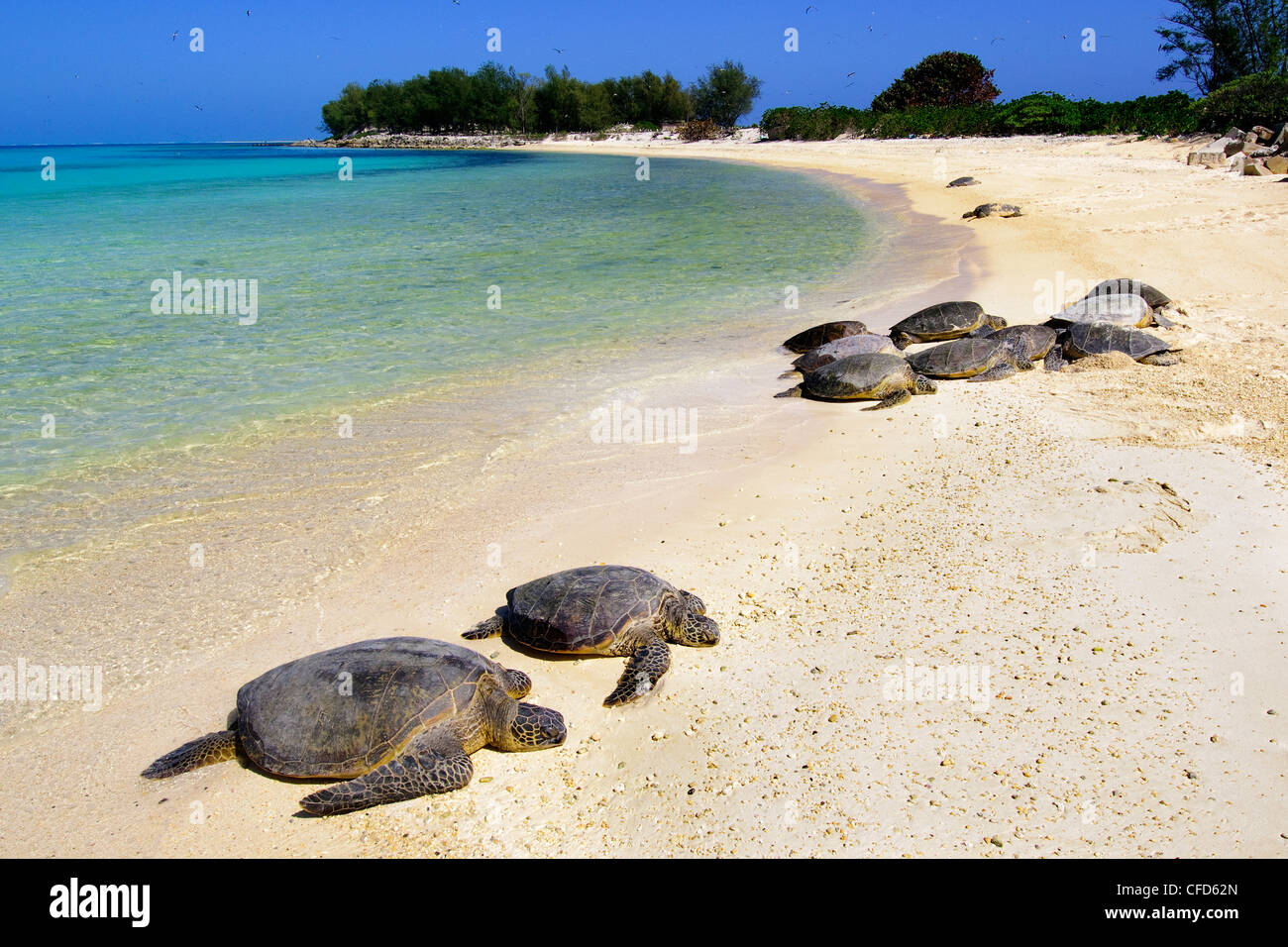 Green seturtles Chelonimydas hauled out beach Stock Photo. 