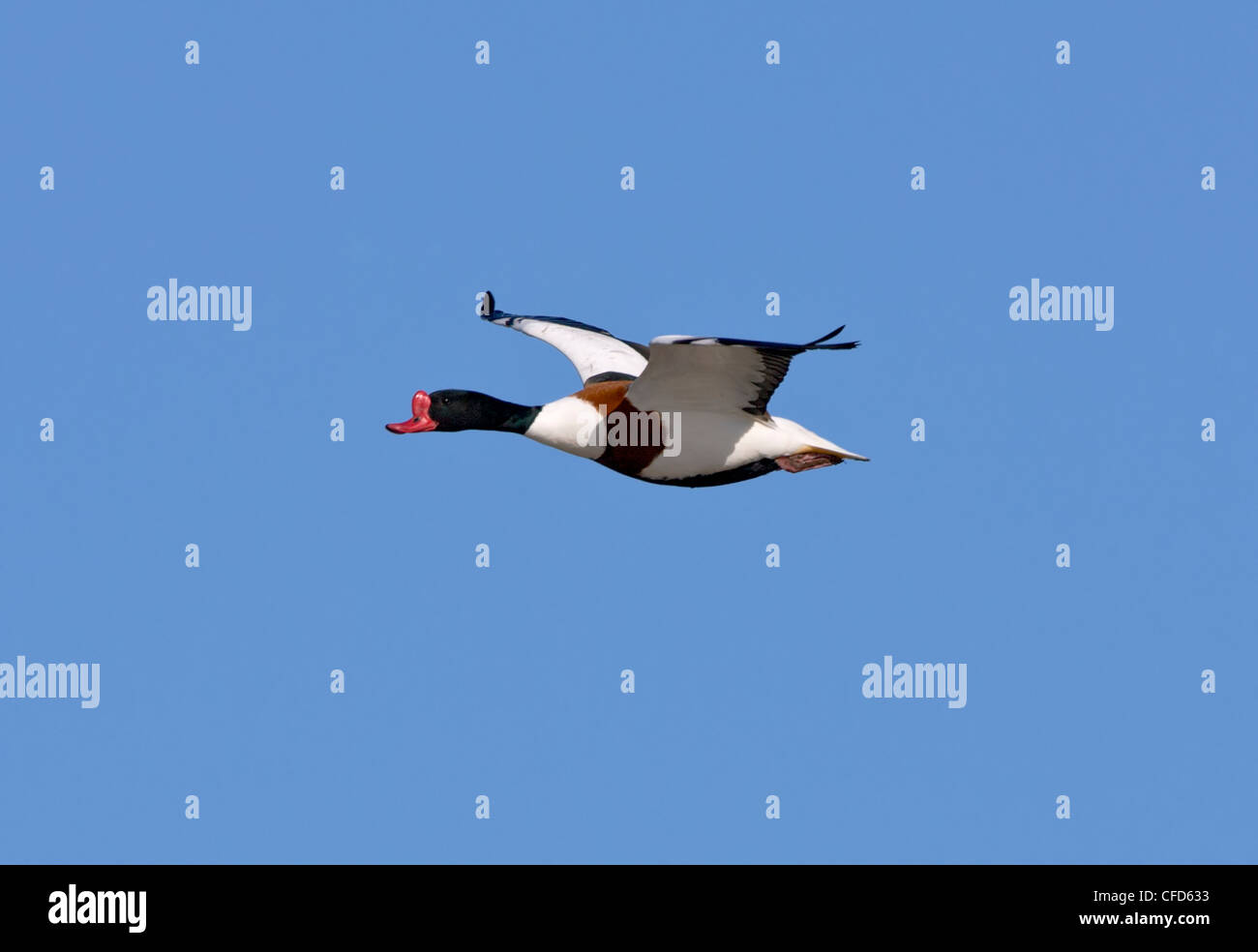 Shellduck in flight against blue sky Stock Photo - Alamy