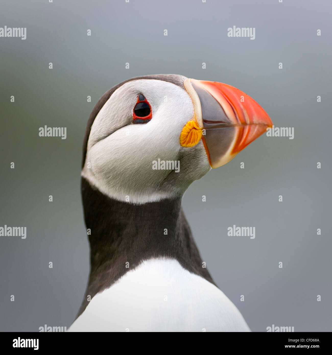 Atlantic Puffin. Isle of Lunga, Treshnish Isles, Isle of Mull, Scotland Stock Photo