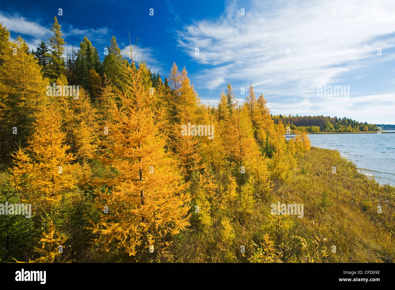 Autumn Colours On Tamarack Trees Duck Mountain Provincial Park