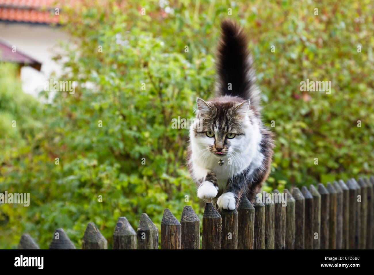 Domestic cat balancing on garden fence, Bavaria, Germany, Europe Stock Photo