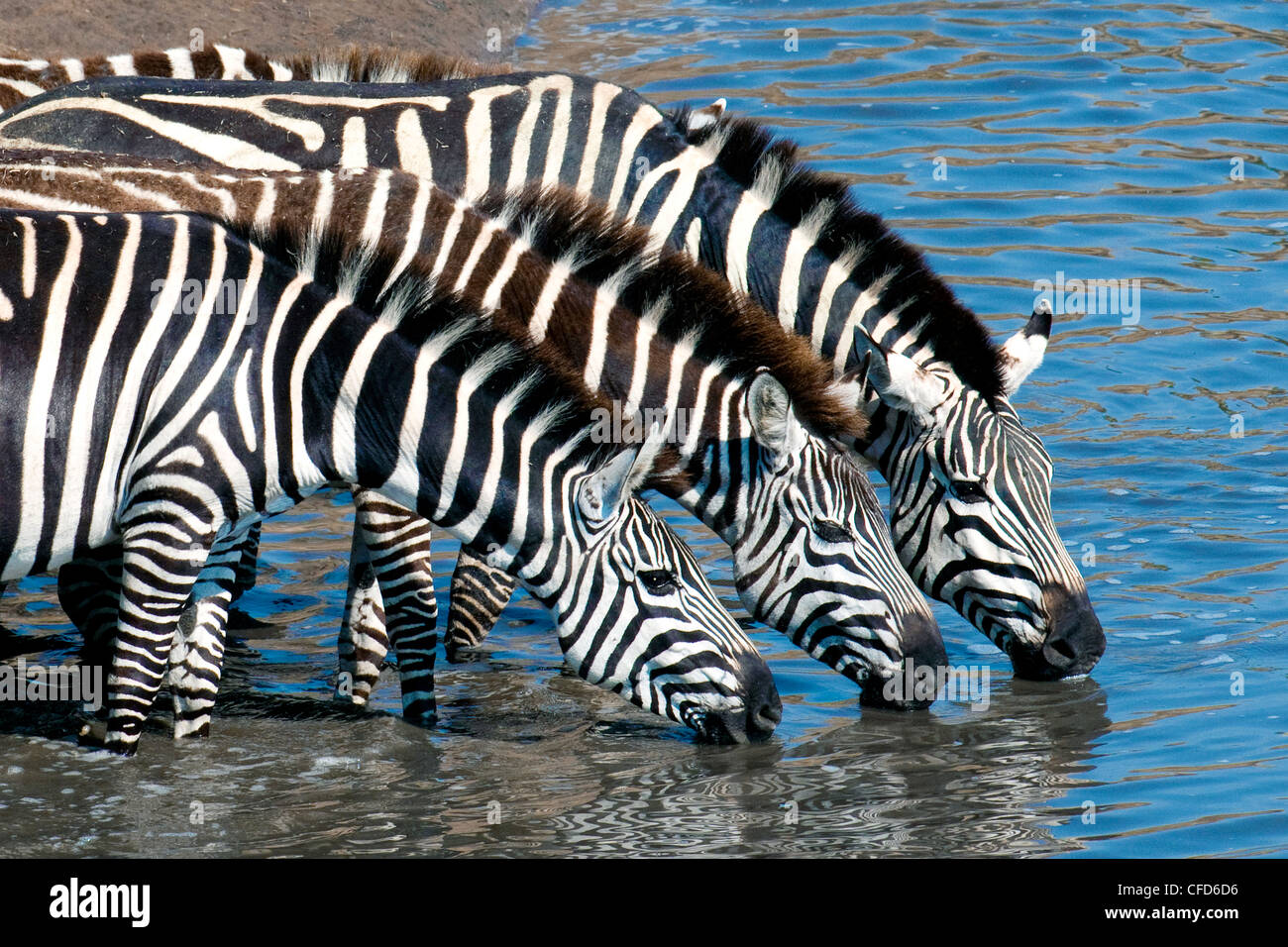Plains zebras (Equus burchelli) drinking at a temporary river, Masai Mara Reserve, Northern Serengeti Plains, Kenya East Africa Stock Photo