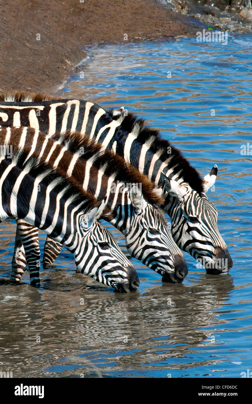 Plains zebras (Equus burchelli) drinking at a temporary river, Masai Mara Reserve, Northern Serengeti Plains, Kenya, East Africa Stock Photo