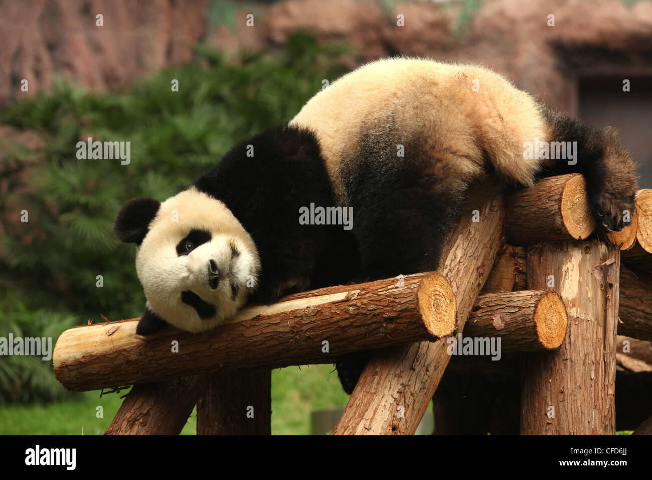 Giant Panda, Panda, Macau Panda's Pavillion, Macau Stock Photo - Alamy