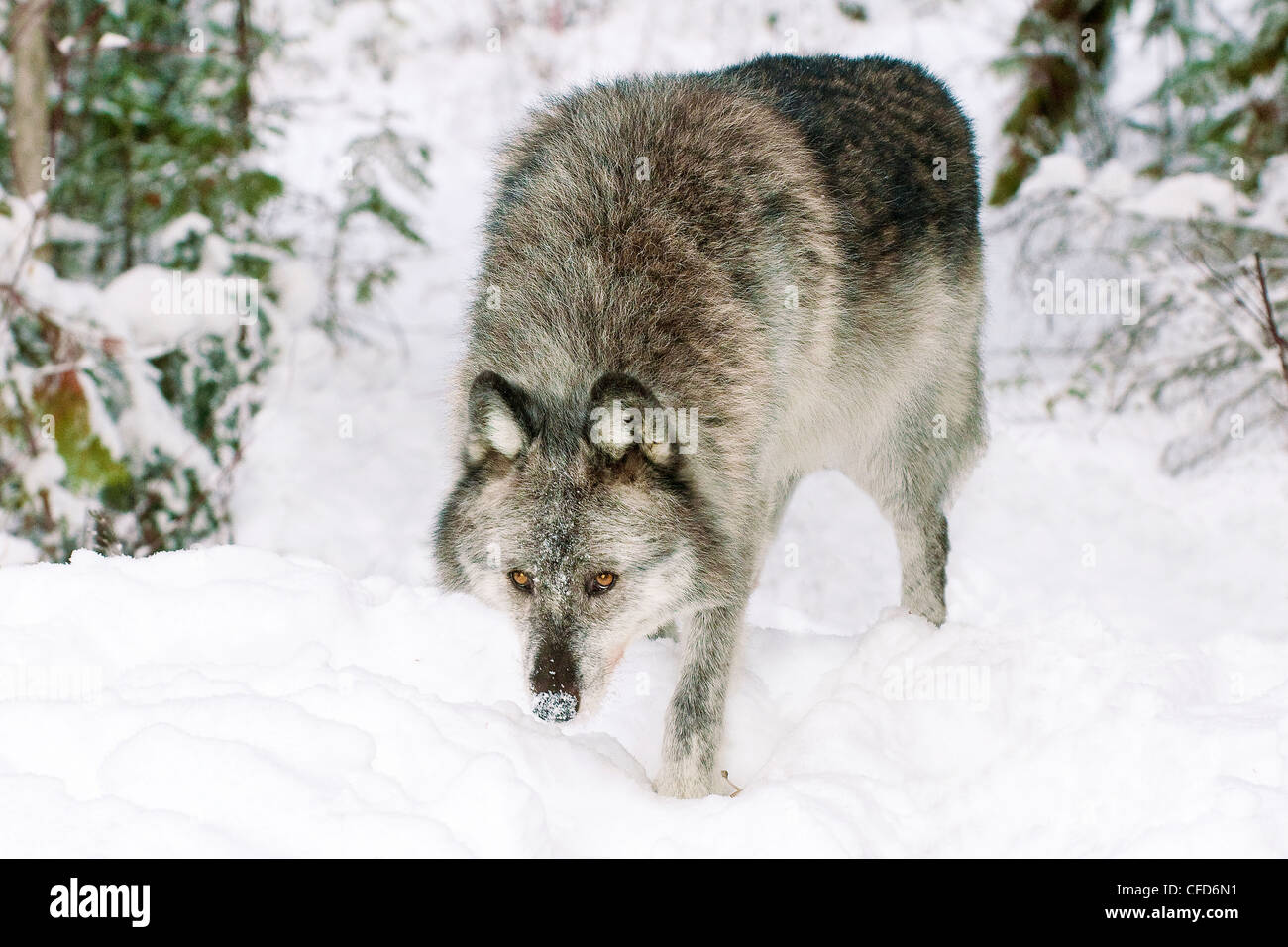 Adult female wolf (Canis lupus) - CAPTIVE - Rocky Mountains, British Columbia, Canada Stock Photo