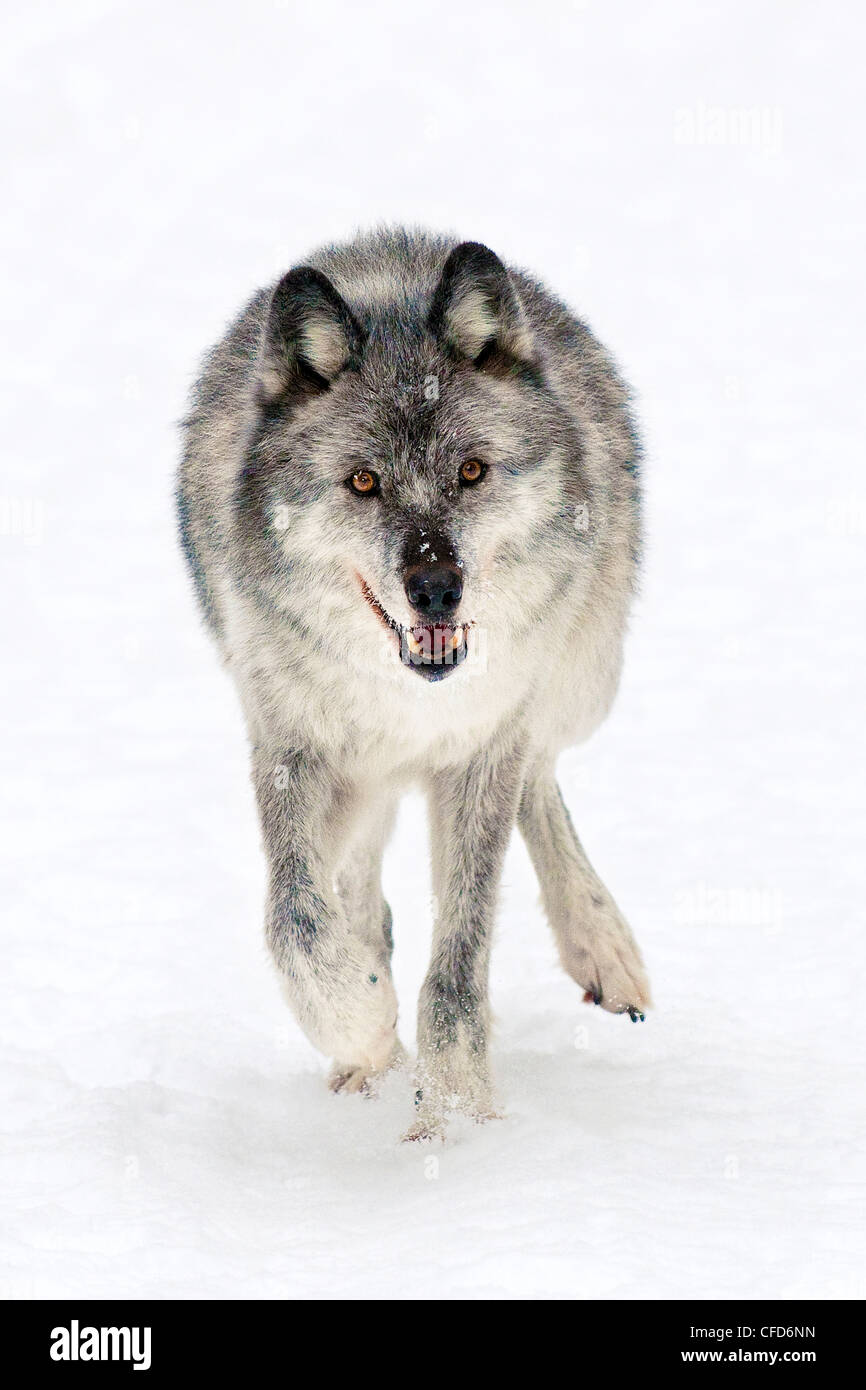 Adult female wolf (Canis lupus) - CAPTIVE - Rocky Mountains, British Columbia, Canada Stock Photo