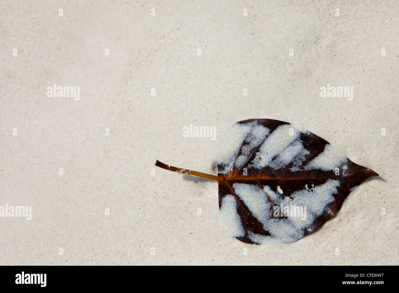 Washed up leaf onto fine white sand, Similan Islands, Andaman Sea, Thailand Stock Photo