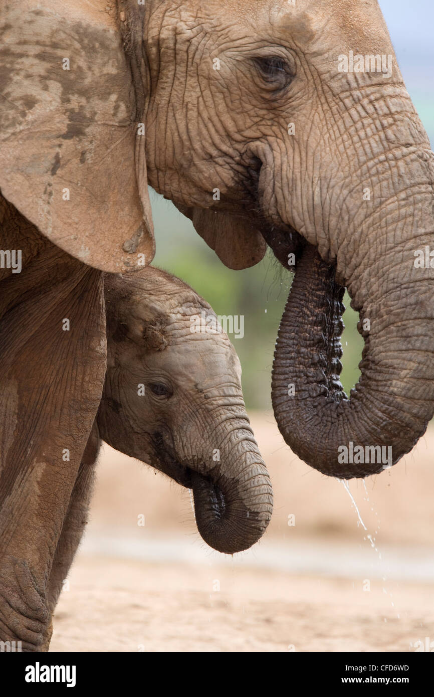 Elephant (Loxodonta africana) and baby, Addo Elephant National Park, Eastern Cape, South Africa, Africa Stock Photo