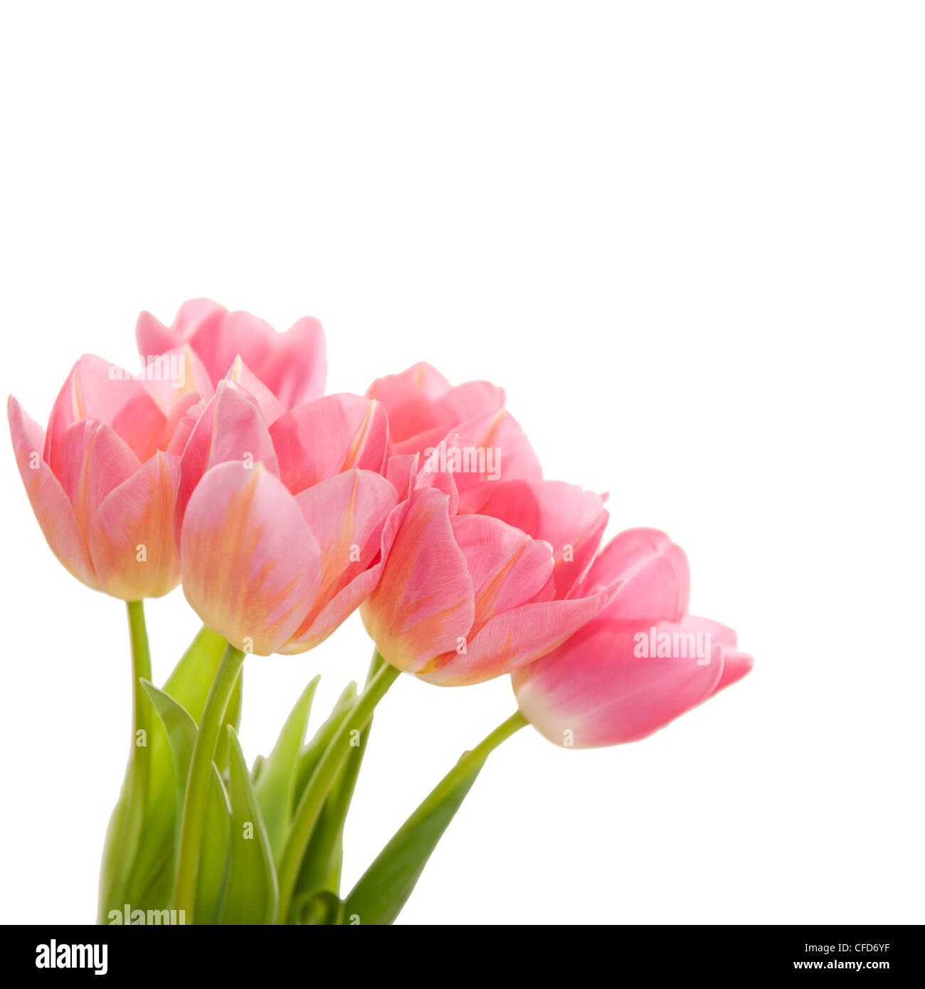 Bunch of pink tulips isolated on white background Stock Photo - Alamy