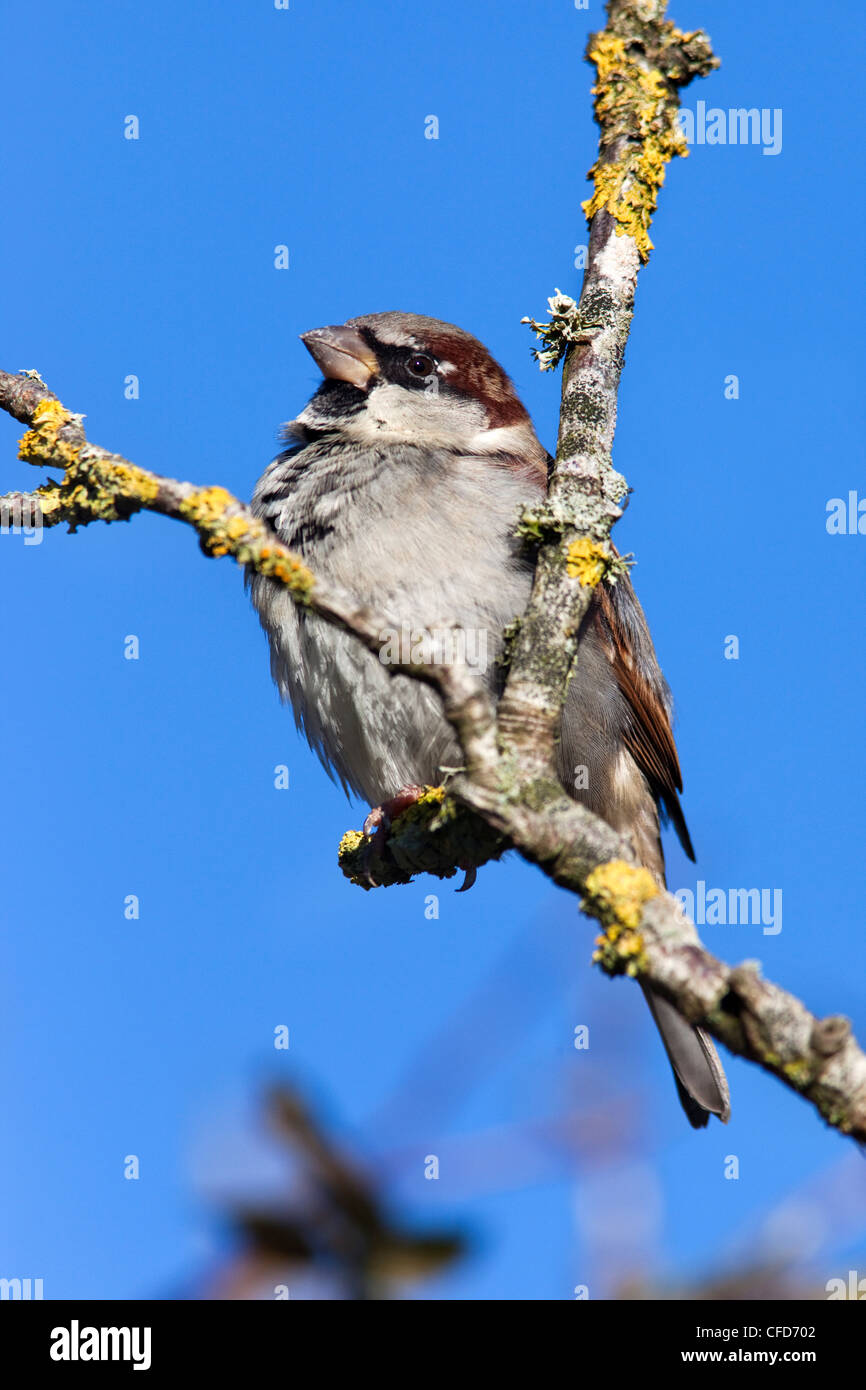 House sparrow (Passer domesticus), United Kingdom, Europe Stock Photo
