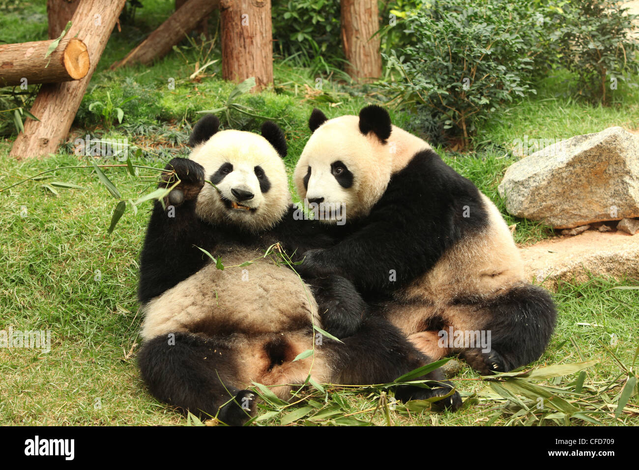 Giant Panda, Pandas, Macau Panda's Pavillion, Macau Stock Photo