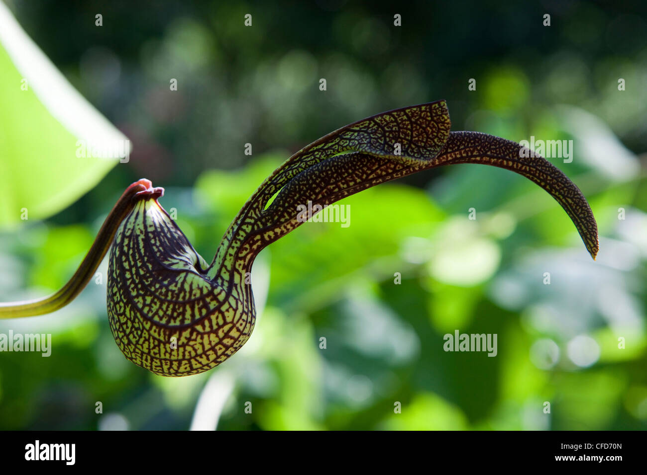 Close up of a carnivorous plant, Khao Sok National Park, Andaman Sea, Thailand Stock Photo
