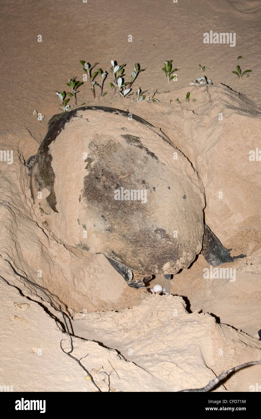 Loggerhead turtle (Caretta caretta), laying eggs at night, Banga Nek, Kwazulu Natal, South Africa, Africa Stock Photo